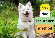 Dog insurance Dog insurance