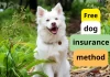 Dog insurance