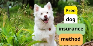 Dog insurance